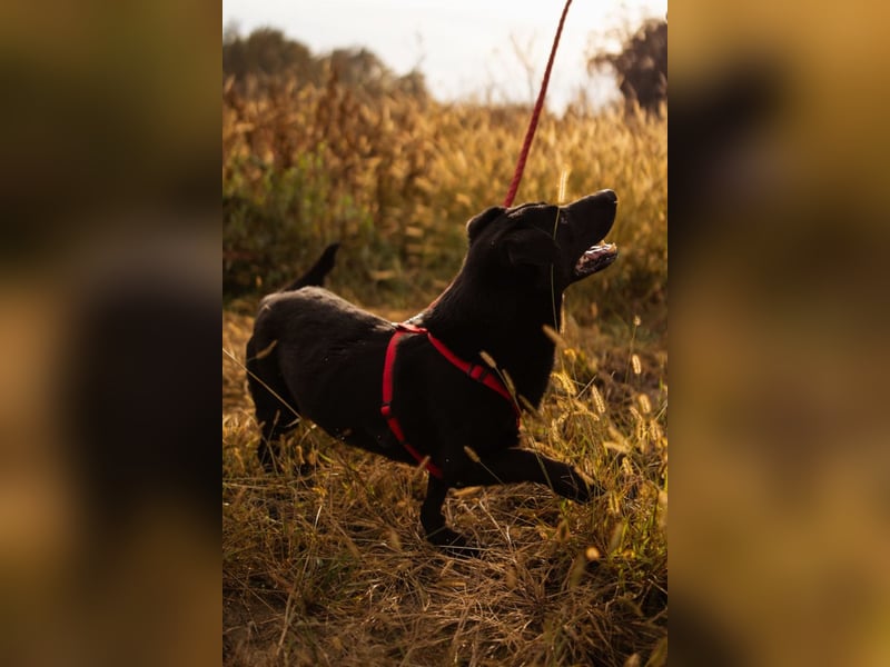 Blacky Aron ♥️ so verschmuster & verspielter Rüde