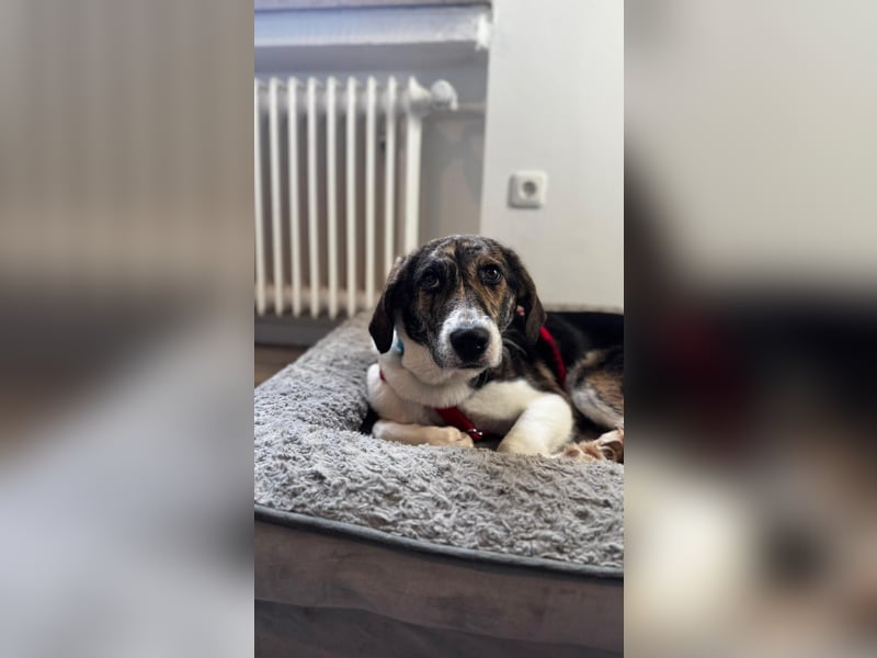 Zauberhafte Bini sucht ihre Menschen