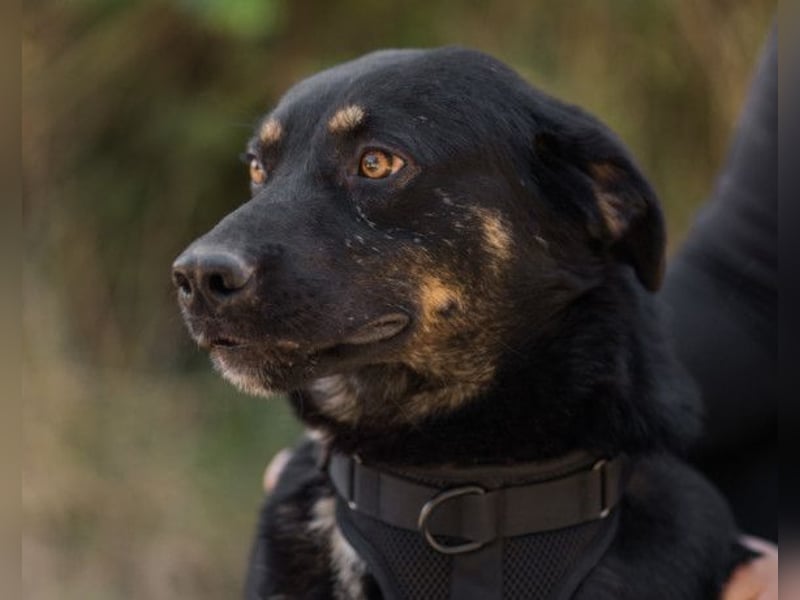 Percy ❤️ aufgeschlossener & verkuschelter Hundeschatz!