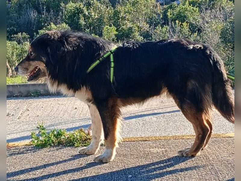 Max ❤️ rundum lieber Familienhund!