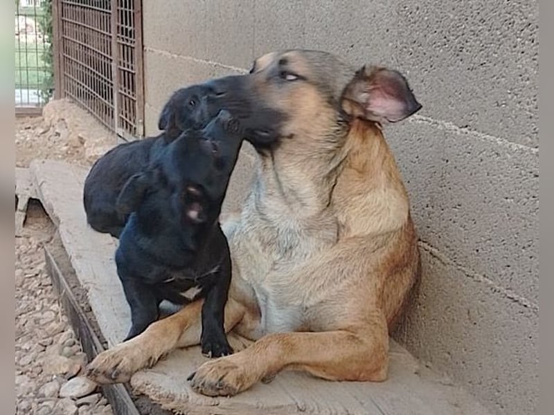 liebenswerter LINO❤️zutraulich, sozial & aufgeschlossen