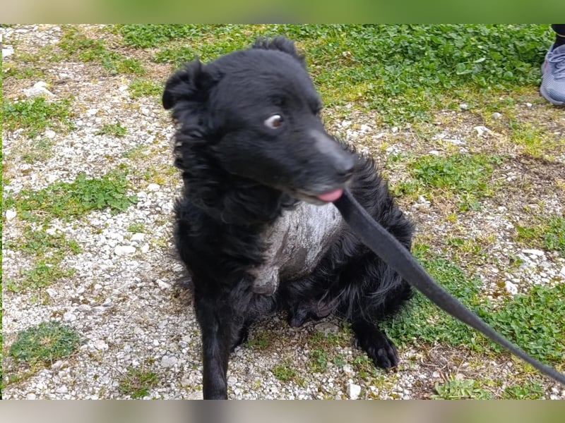 Nox ❤️ liebevoller Kämpfer auf 3-Beinen