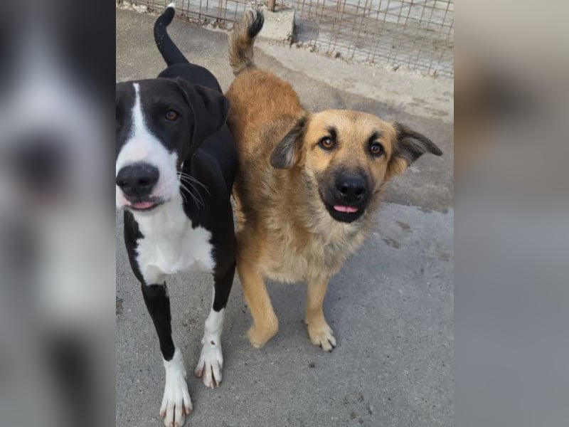 Ben ❤️ schmusiger, schüchterner Hundebub