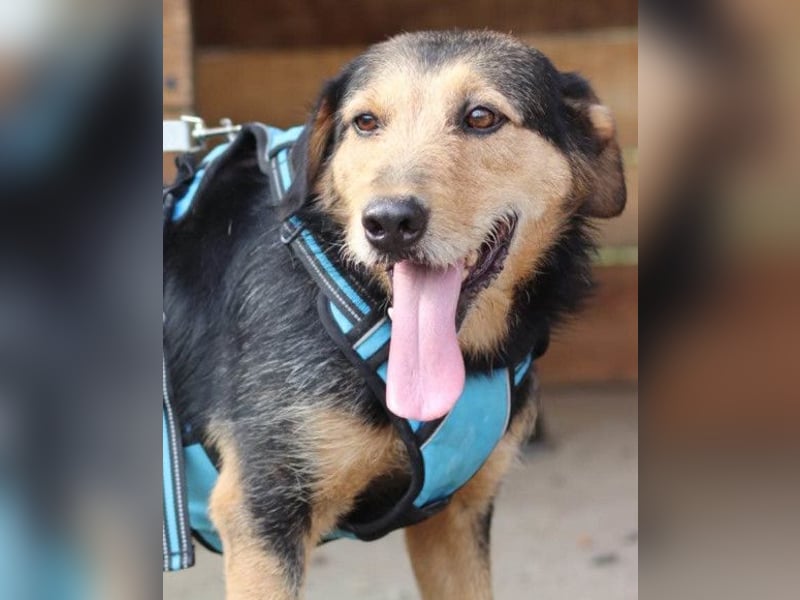 Good-old-Boy Babaluji ❤️ treuer und ehrlichster Fellfreund auf Lebenszeit