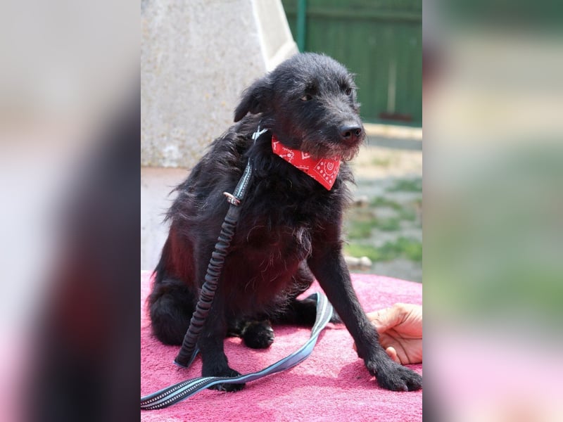 Sanfte ♥Arca♥ sucht Schutz & Liebe so verdient