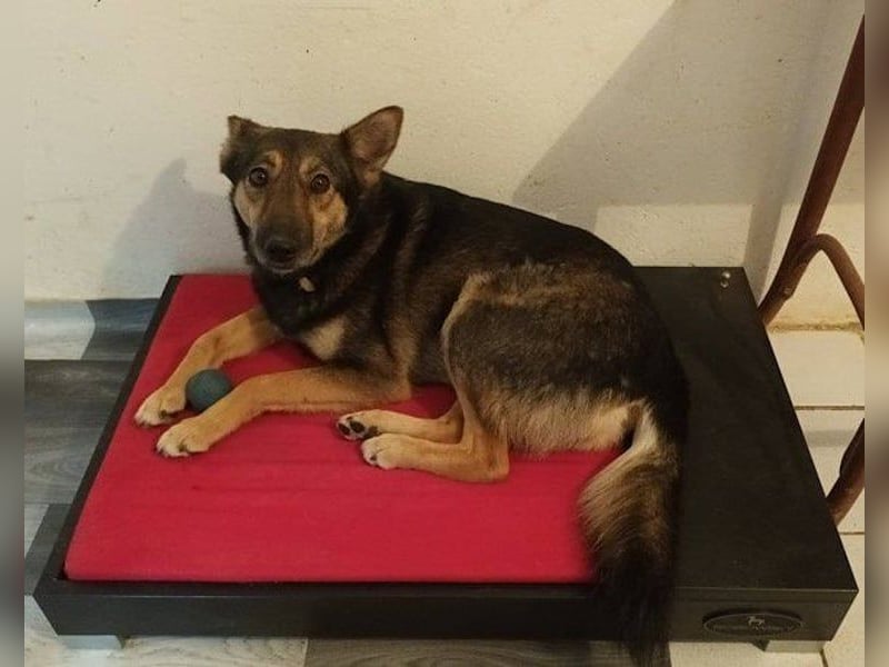 Fibi - eine sanfte Fellnase mit Charakter