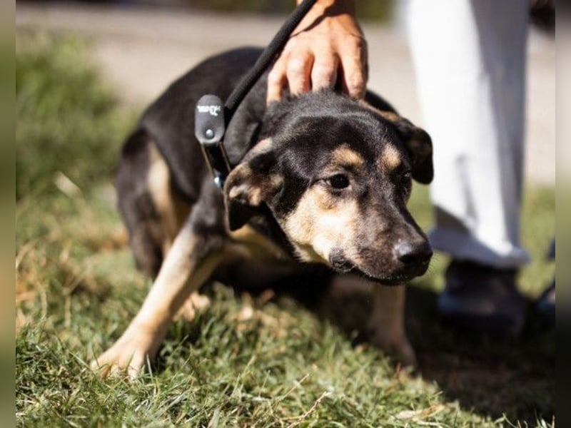 Terrier-Mix LISA❤️sanft, freundlich, lieb und sehr menschenbezogen