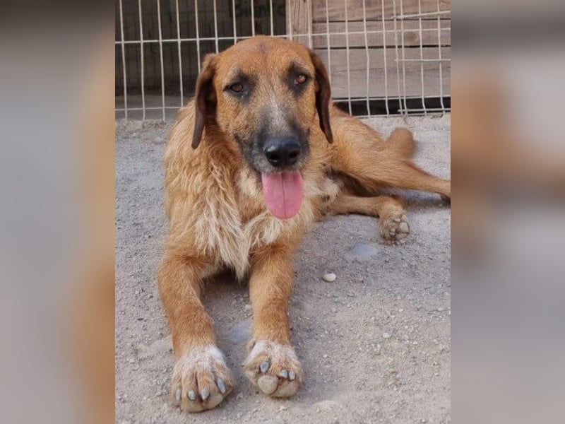 Sanfter ♥ Oscar ♥ wartet schon in 74749 Rosenberg