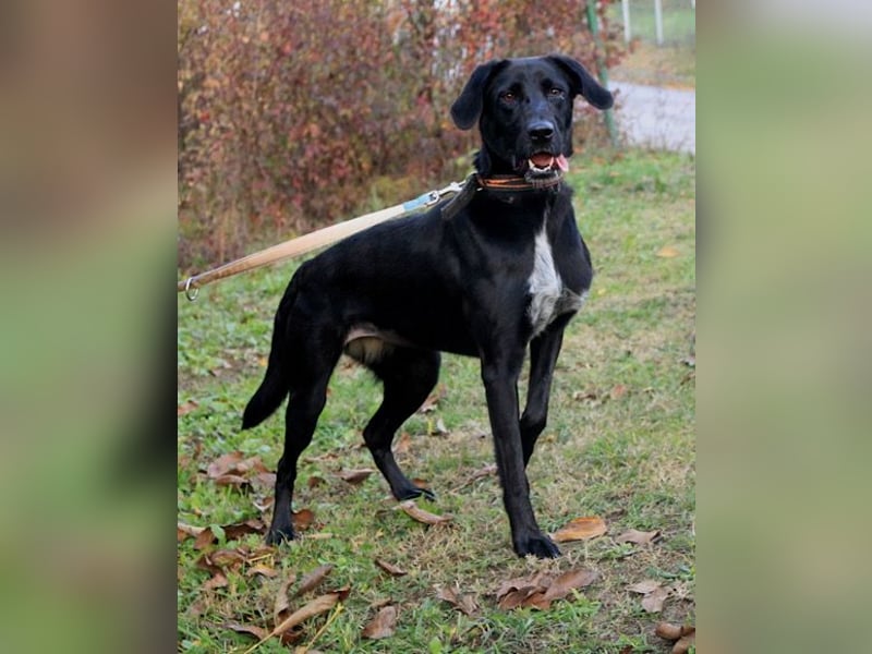 Xena - lebensfrohe, aktive, liebe Hündin