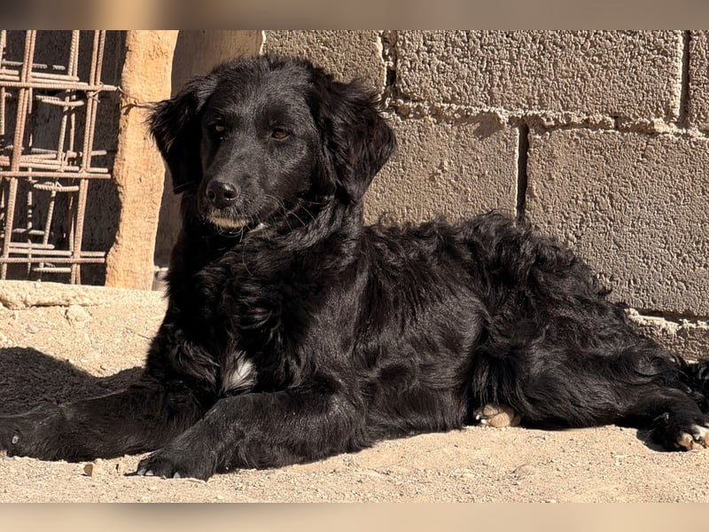 Mila ❤️ so süßes + lebensfrohes Hundemädchen!