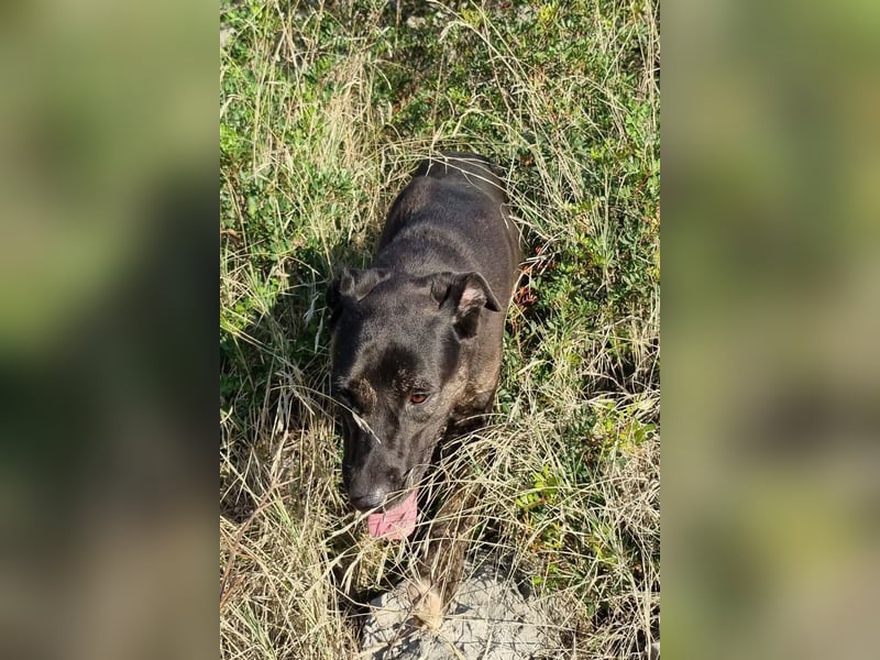 Goldige ♥Godina♥ kinderliebe und allgemein sehr soziale Hündin