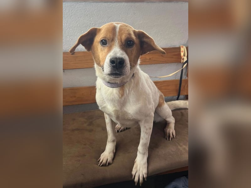 Sony ❤️ Familienhund mit großem Herzen