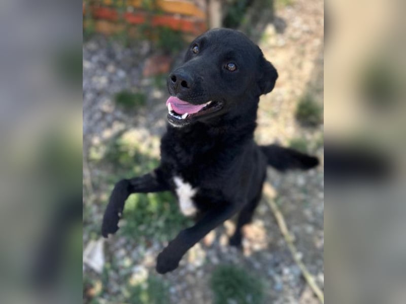 ALLY❤️Baden, toben, kuscheln – fröhlicher Jungrüde liebt das Leben und sucht dich!