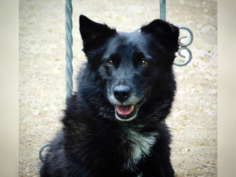 LIBBY, tolle 6 jährige Hündin sucht ihr Heim für immer !
