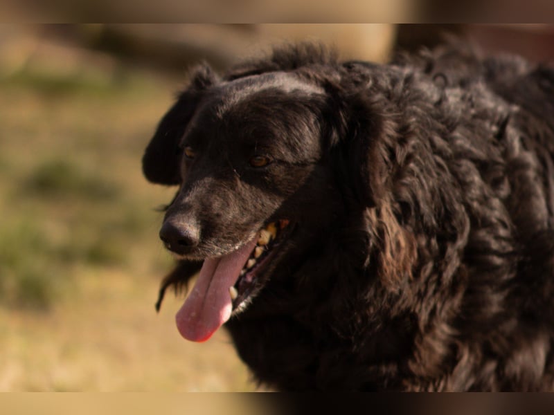 Norman - ein rundum toller Rüde