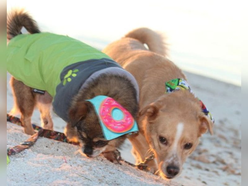 Kika & Max ❤️ gemeinsames Zuhause gesucht