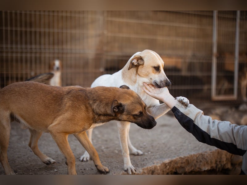 Liebe Nala möchte bei dir einziehen