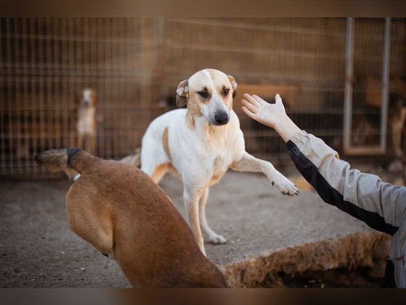 Liebe Nala möchte bei dir einziehen ❤