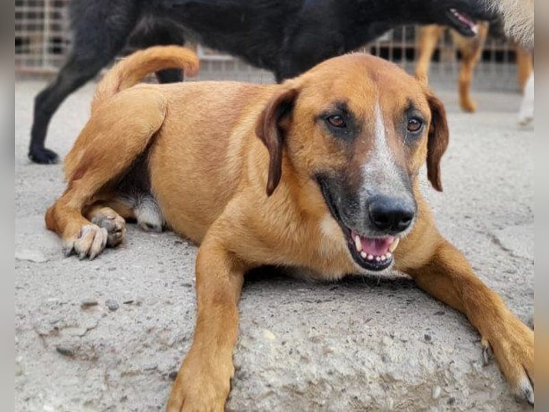 Sanfter ♥Amigo♥ erwartet dich bereits in 74749 Rosenberg