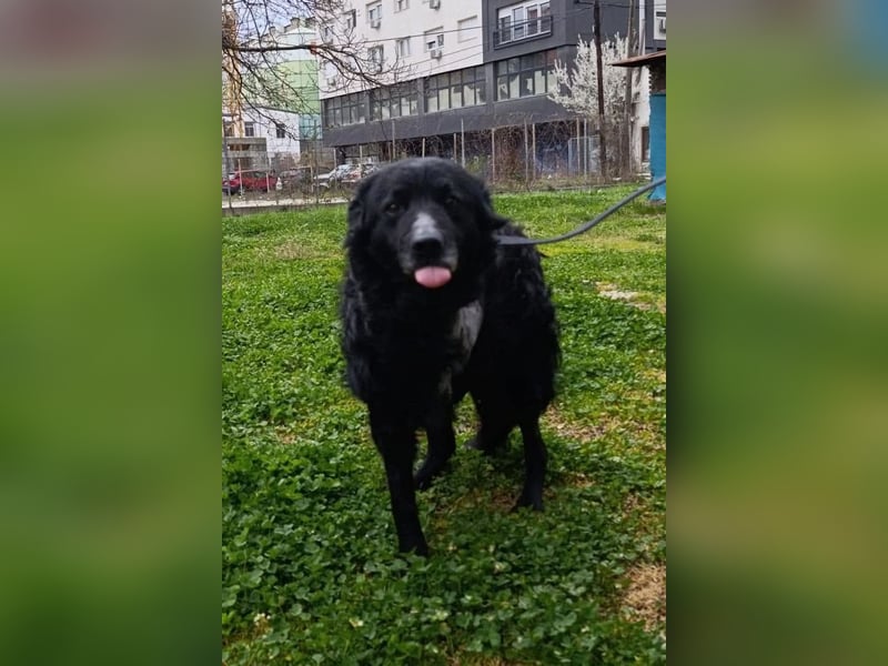 Nox ❤️ liebevoller Kämpfer auf 3-Beinen