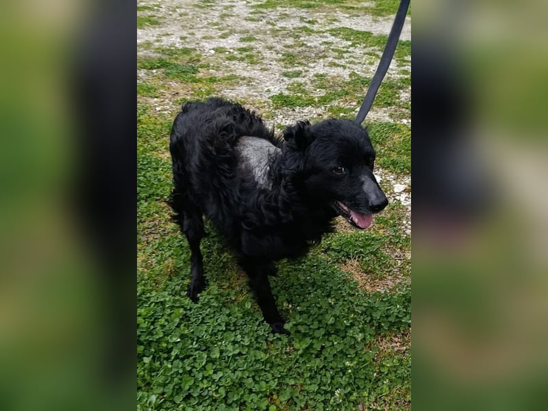 Nox ❤️ liebevoller Kämpfer auf 3-Beinen