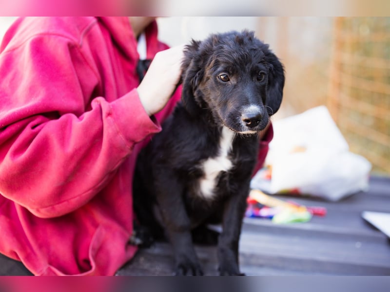 Rudi ❤️ verspielter, lieber Welpenbub! Rudi ❤️ verspielter, lieber Welpenbub!