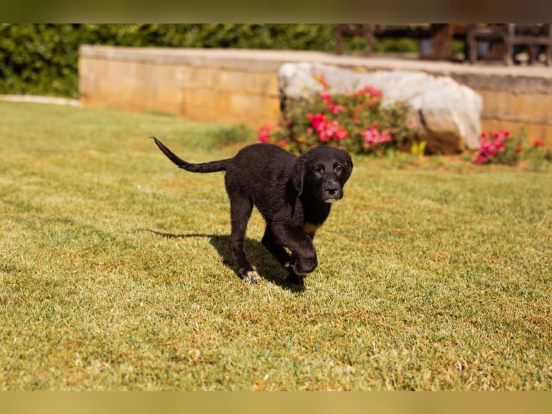Cosmo - junger charmanter Schäfi-Mix-Bub