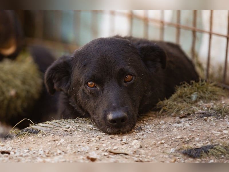 Black-Beau Sasha - noch schüchtern - verständlich - aber so herzlich