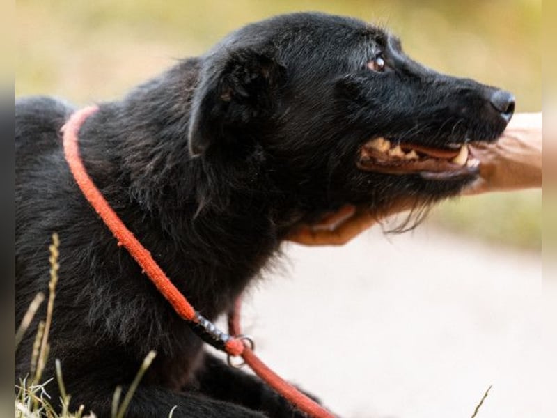 Traumhündin Ebony ❤️ verträglich, lieb, offen!