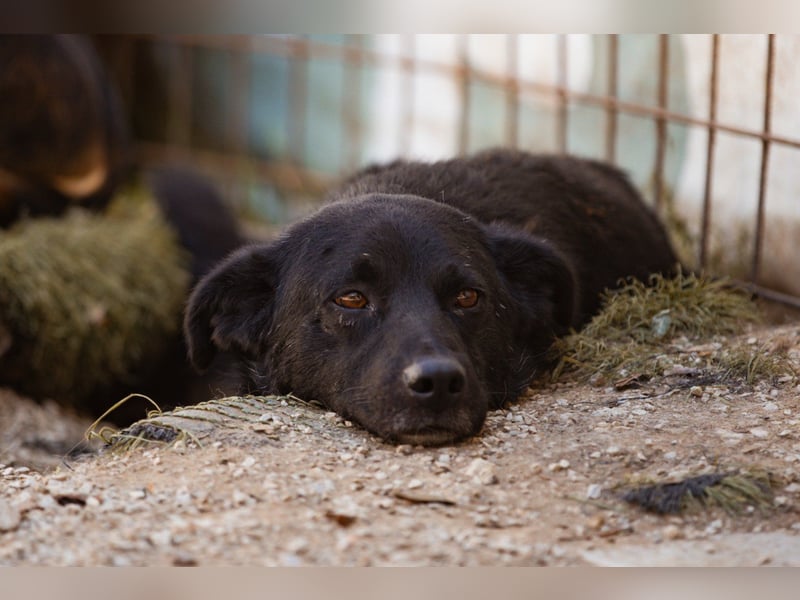 Black-Beau ♥ Sasha ♥ noch schüchtern, verständlich, aber ein großes Fellherz