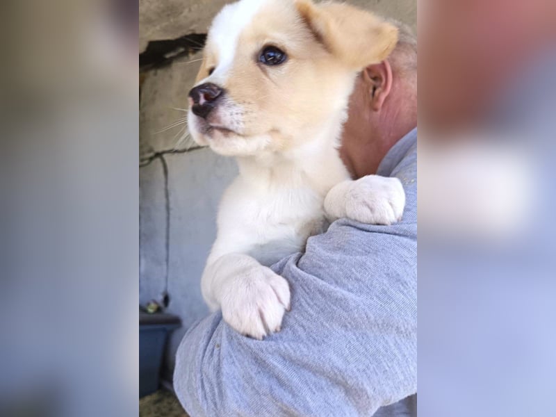 Engelchen ♥ Elfie ♥ zarte, lebensfrohe, neugierige Welpin