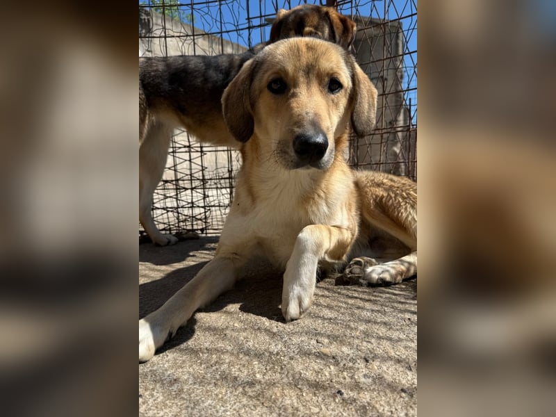 Klausi ❤️ sanft, sensibel + sucht Halt & Liebe