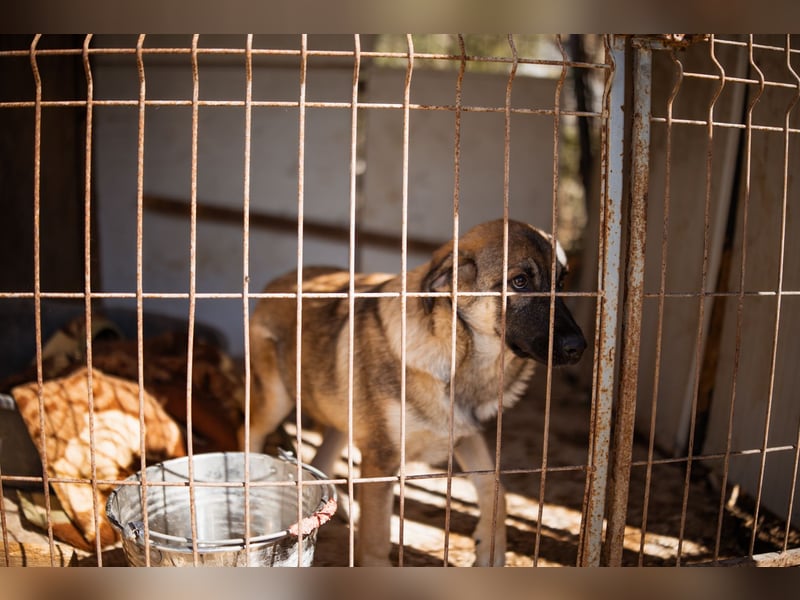COCO❤️verspielt, sanft und voller Vertrauen: ein Herz für Groß und Klein!