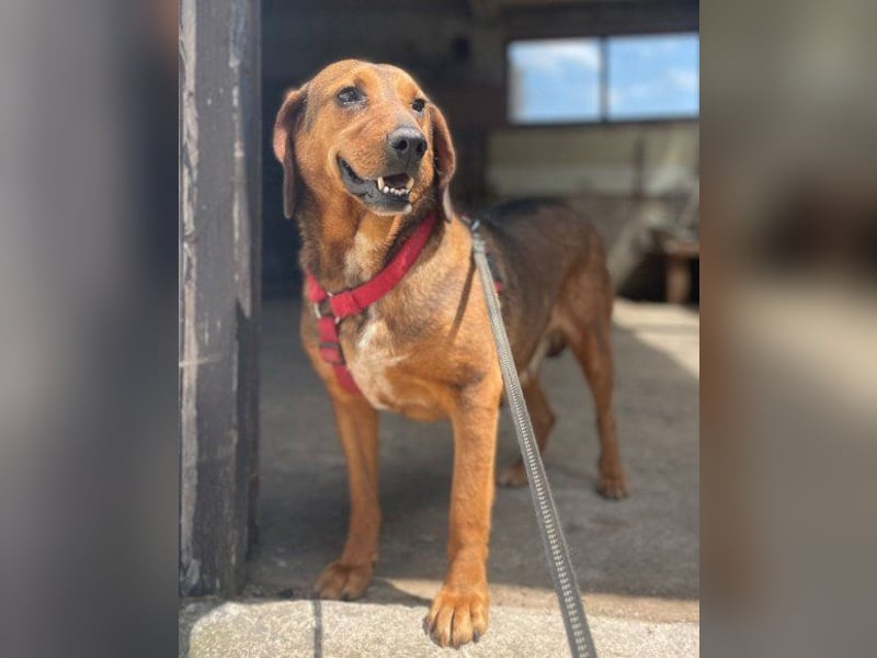 Reina in 01640 Coswig