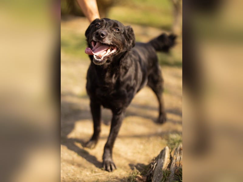 MOMO❤️ein sanfter Begleiter: Ruhig. Klug. Wundervoll.