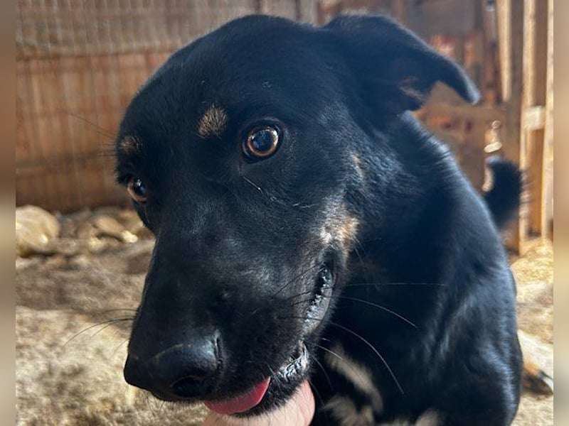 Percy ❤️ aufgeschlossen & verkuschelt!