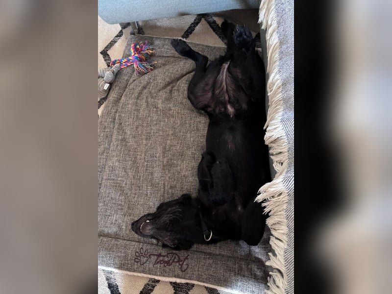Ebony ❤️ wartet in 51469 Bergisch Gladbach auf dich