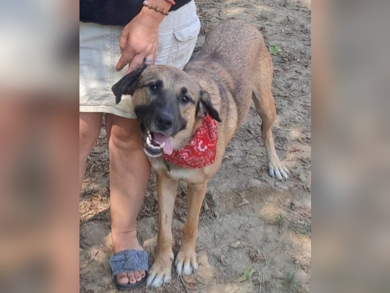 JENNI❤️liebenswerte, soziale und lernfreudige Schmusebacke