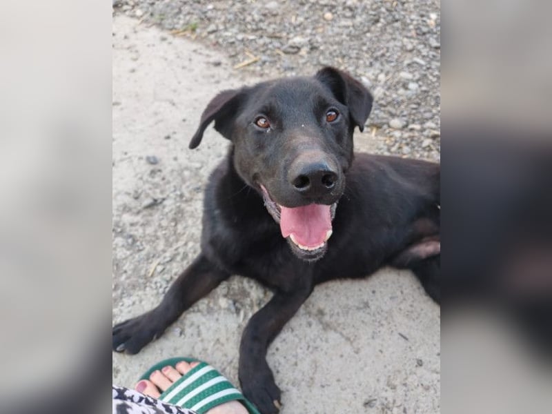 Blacky Aron ♥️ so verschmuster & verspielter Rüde
