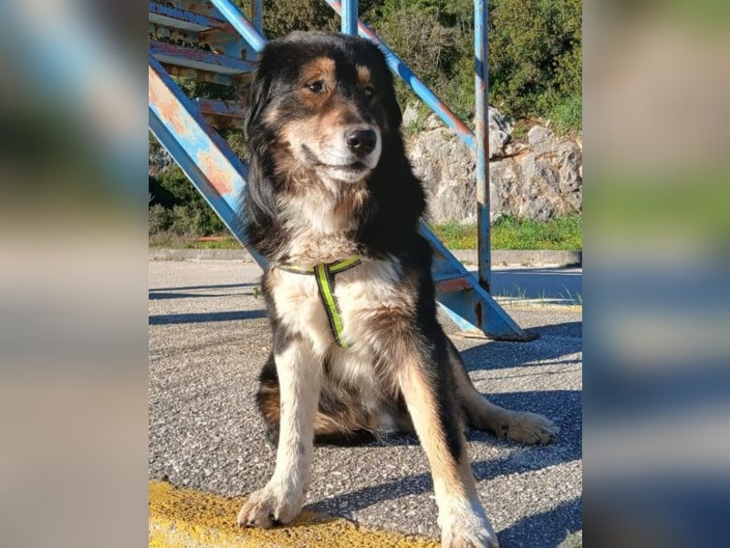 Max ❤️ rundum lieber Familienhund!