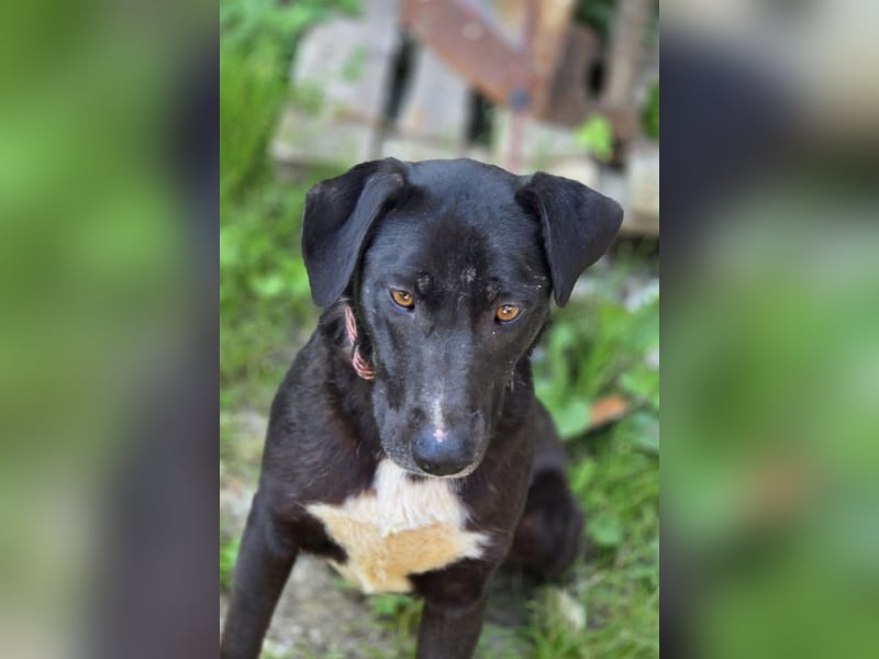 Amber ❤️ sanfte + verträgliche Seele!