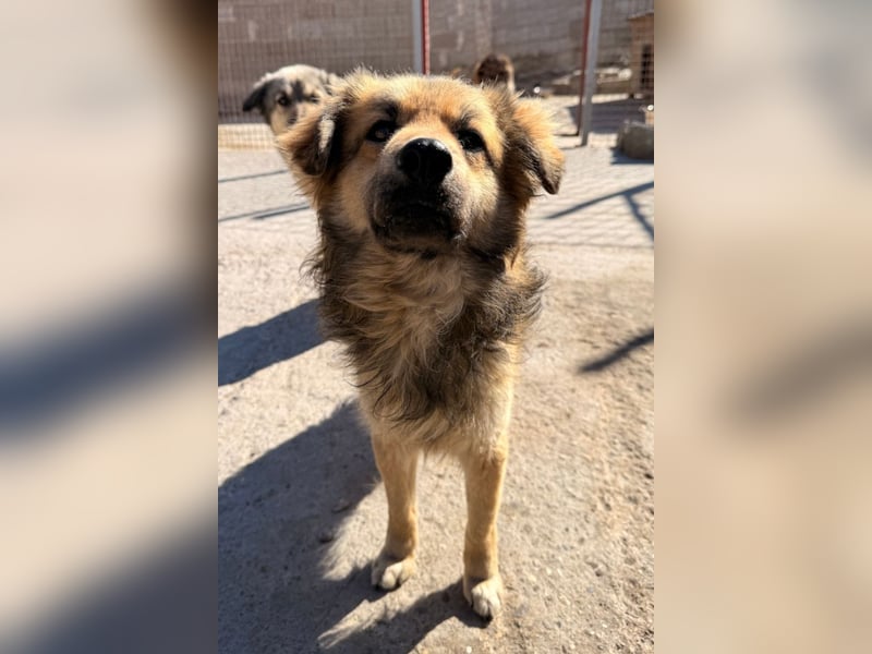 Ben ❤️ schmusiger, schüchterner Hundebub