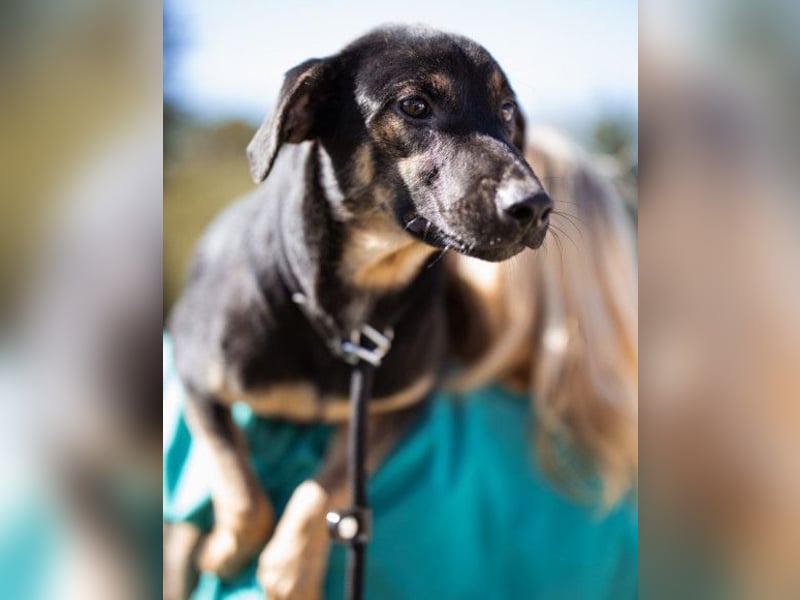 FRIDA❤️Terrier-Mix-Sonnenscheinchen sucht ihr Zuhause voller Liebe