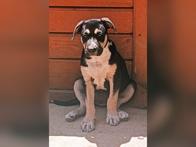 Lykka ❤️ fröhliches, verspieltes & neugieriges Hundemädchen