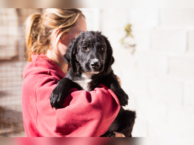 Rudi ❤️ verspielter, lieber Welpenbub! Rudi ❤️ verspielter, lieber Welpenbub!