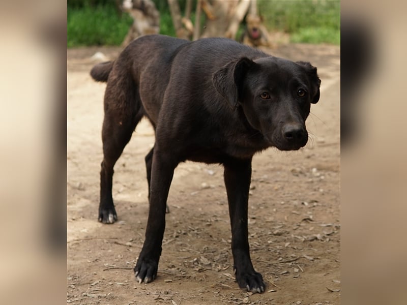 Romira, geb. ca. 06/2022, lebt in GRIECHENLAND, auf einer privaten Pflegestelle