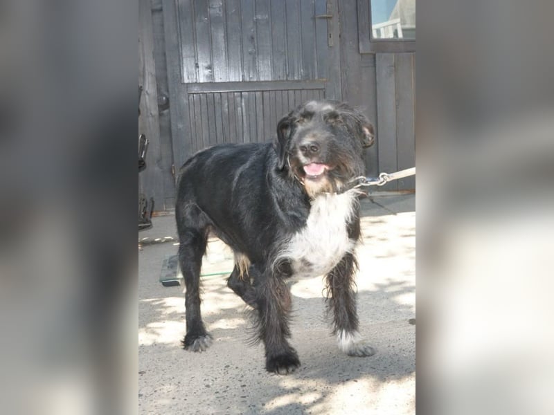 Familienrüde Tinko  - Schnauzer-Mix sucht sein Glück