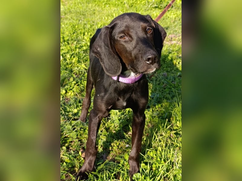 Luna ❤️ fröhliches, aktives Hundemädchen