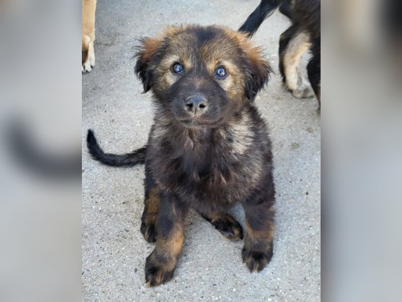 Bub ♥Bertie♥ lieber, fröhlicher Jungrüde