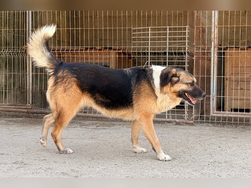 KORA❤️sanfte Seele sucht sehnsüchtig ein liebevolles Zuhause & Geborgenheit